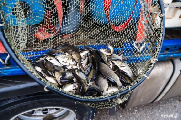 ММК продолжает зарыбление Магнитогорского водохранилища