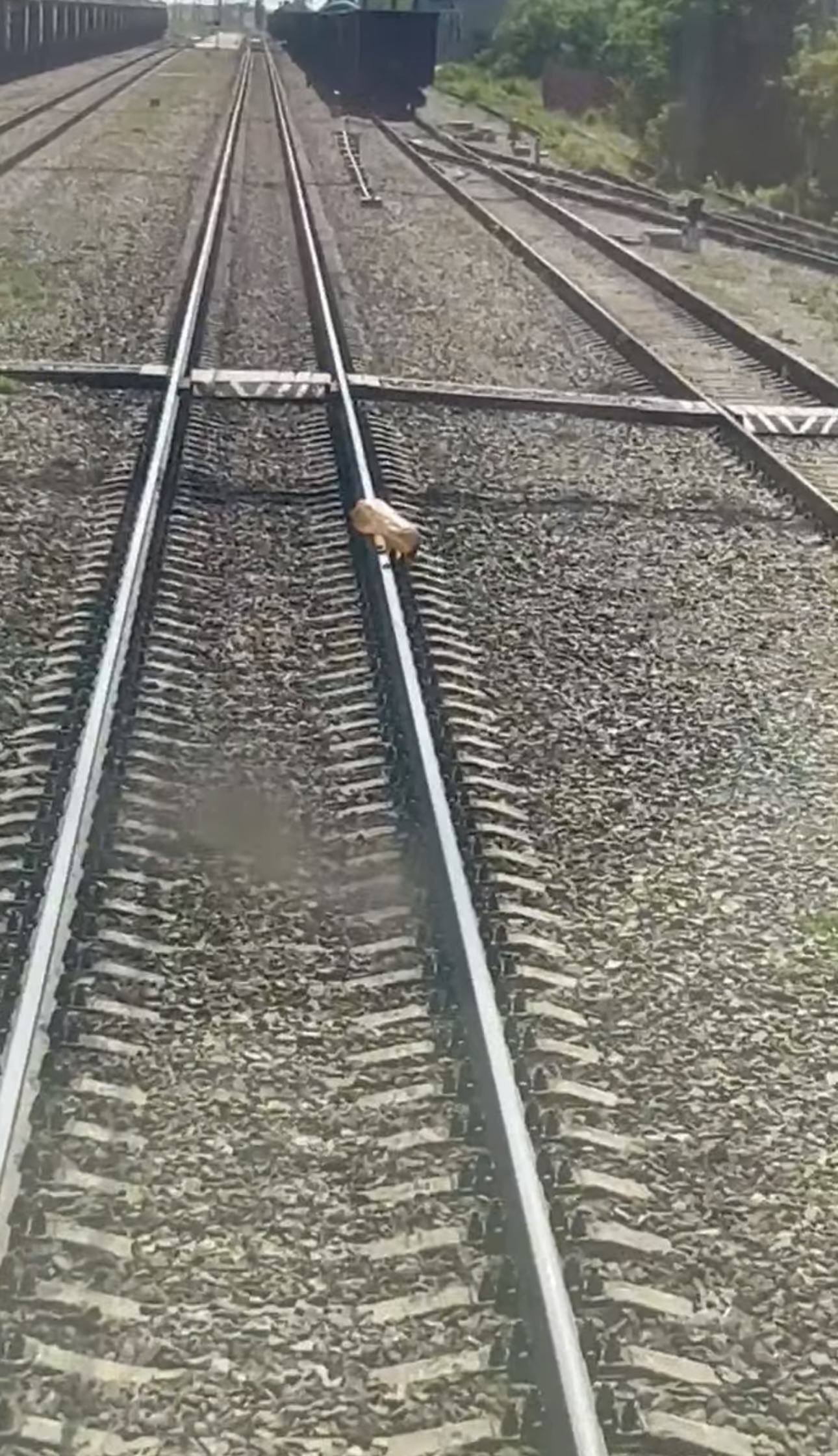 Поезд на рельсах