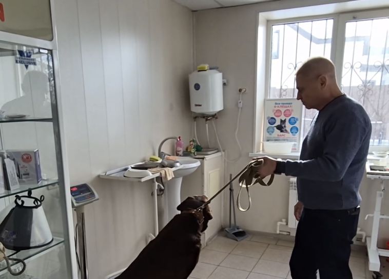 С 1 января 2026 года в Челябинской области действует обязательная регистрация домашних животных