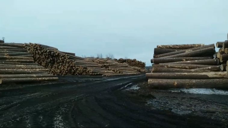 В Челябинской области пресекли канал контрабанды лесоматериалов в крупном размере