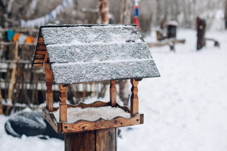 За кормление голубей у дома можно получить штраф