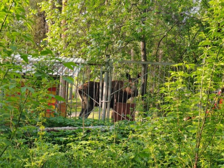 В Златоусте на территории детского сада заметили лосенка