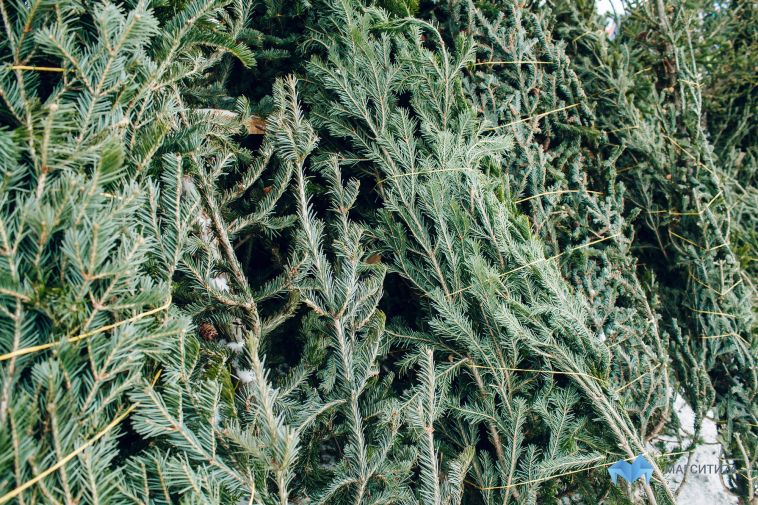 В Челябинской области усилят охрану лесов в преддверии новогодних праздников