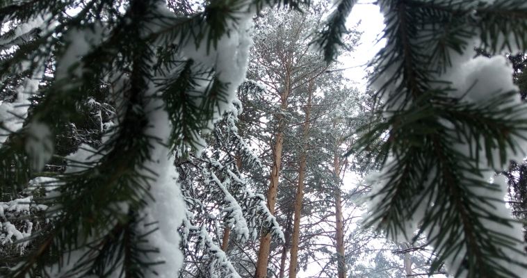 Погода в сосновском свердловская область