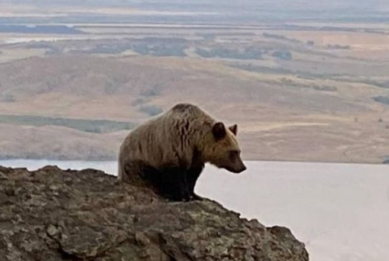 Южноуральцы обратились в Челябинский зоопарк с просьбой спасти медведя, который вышел к людям на Банном