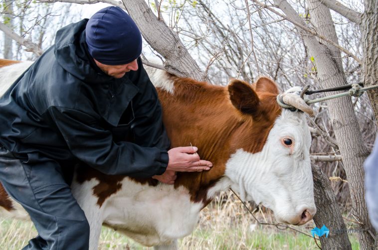 хищение животного. профилактика краж скота. розыгрыш коровы. хищение животного. хищение животного.